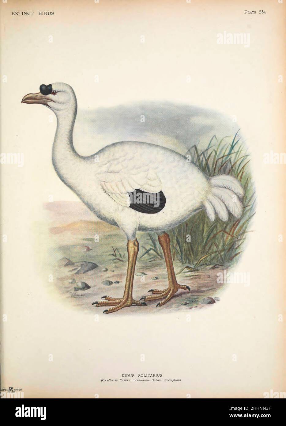 The Rodrigues solitaire (Pezophaps solitaria here as Didus solitarius) is an extinct flightless bird that was endemic to the island of Rodrigues, east of Madagascar in the Indian Ocean. Genetically within the family of pigeons and doves, it was most closely related to the also extinct dodo of the nearby island Mauritius, the two forming the subfamily Raphinae. The Nicobar pigeon is their closest living genetic relative. from ' Extinct birds ' : an attempt to unite in one volume a short account of those birds which have become extinct in historical times : that is, within the last six or seven Stock Photo