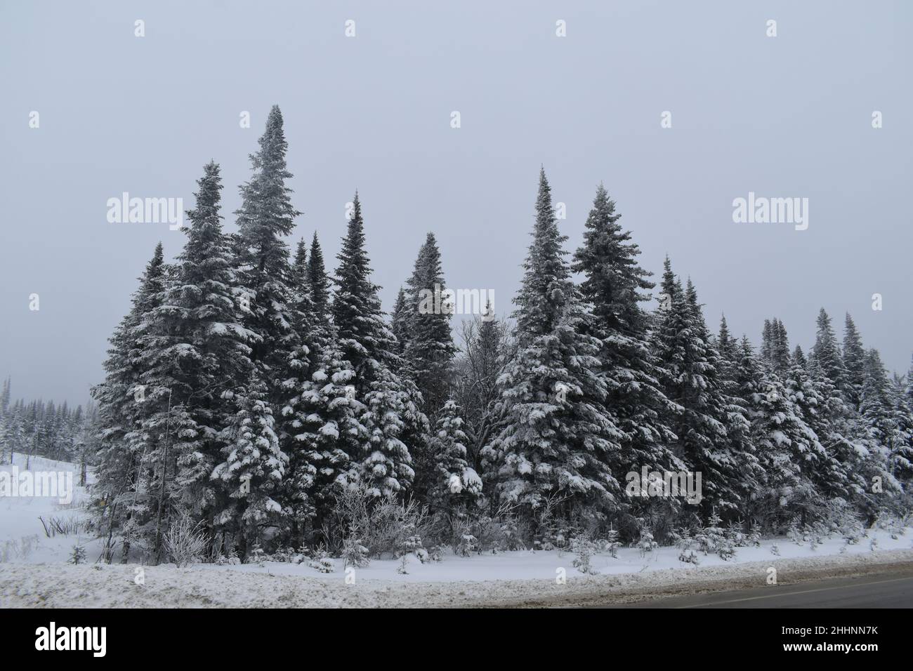 A frozen forest under a gray sky Stock Photo