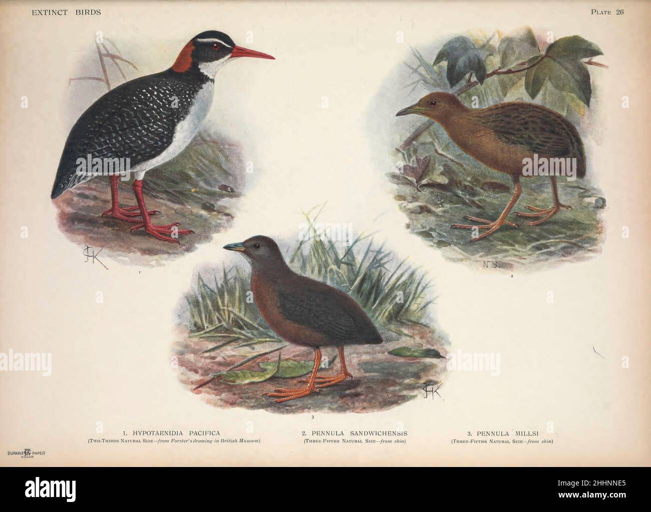 1. The Tahiti rail, Tahitian red-billed rail, or Pacific red-billed rail (Hypotaenidia pacifica). 2. The Hawaiian rail (Zapornia sandwichensis here as Pennula sandwichensis), Hawaiian spotted rail, or Hawaiian crake is an extinct species of diminutive rail that lived on Big Island of Hawaiʻi. 3.  The Hawaiian rail (here as Pennula millsi) from ' Extinct birds ' : an attempt to unite in one volume a short account of those birds which have become extinct in historical times : that is, within the last six or seven hundred years : to which are added a few which still exist, but are on the verge of Stock Photo
