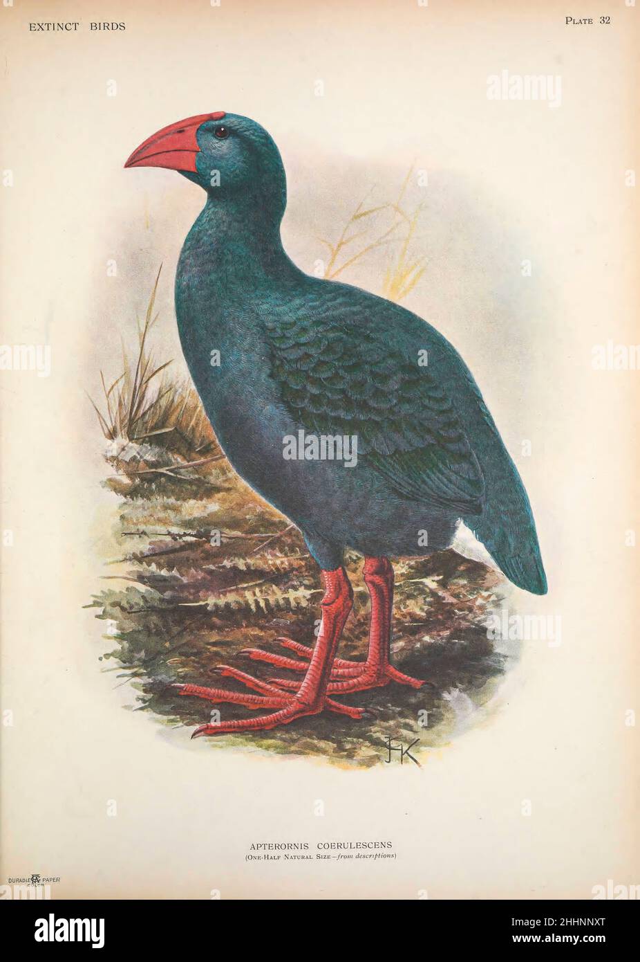 The Réunion swamphen (Porphyrio caerulescens syn Apterornis coerulescens), also known as the Réunion gallinule or oiseau bleu (French for 'blue bird'), is a hypothetical extinct species of rail that was endemic to the Mascarene island of Réunion. While only known from 17th and 18th century accounts by visitors to the island, it was scientifically named in 1848, based on the 1674 account by Sieur Dubois. A considerable literature was subsequently devoted to its possible affinities, with current researchers agreeing it was derived from the swamphen genus Porphyrio. It has been considered mysteri Stock Photo