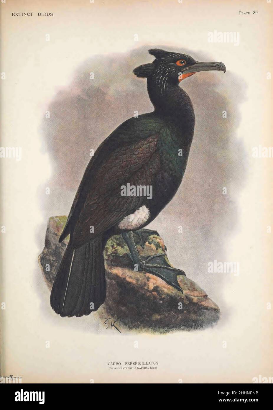 The spectacled cormorant or Pallas's cormorant (Urile perspicillatus here as Carbo perspicillatus) is an extinct marine bird of the cormorant family of seabirds that inhabited Bering Island and possibly other places in the Komandorski Islands and the nearby coast of Kamchatka in the far northeast of Russia. The modern distribution was shown to be a relic of a wider prehistoric distribution in 2018 when fossils of the species from 120,000 years ago were found in Japan. It is the largest species of cormorant known to have existed. by John Gerrard Keulemans from ' Extinct birds ' : an attempt to Stock Photo
