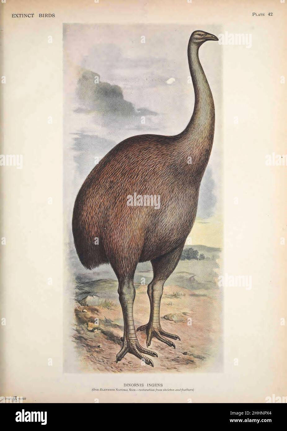 Giant Moa (Dinornis Ingens) is an extinct genus of birds belonging to the moa family. As with other moa, it was a member of the order Dinornithiformes. It was endemic to New Zealand. Two species of Dinornis are considered valid from ' Extinct birds ' : an attempt to unite in one volume a short account of those birds which have become extinct in historical times : that is, within the last six or seven hundred years : to which are added a few which still exist, but are on the verge of extinction. by Baron, Lionel Walter Rothschild, 1868-1937 Published 1907 as a limited edition book in London by Stock Photo