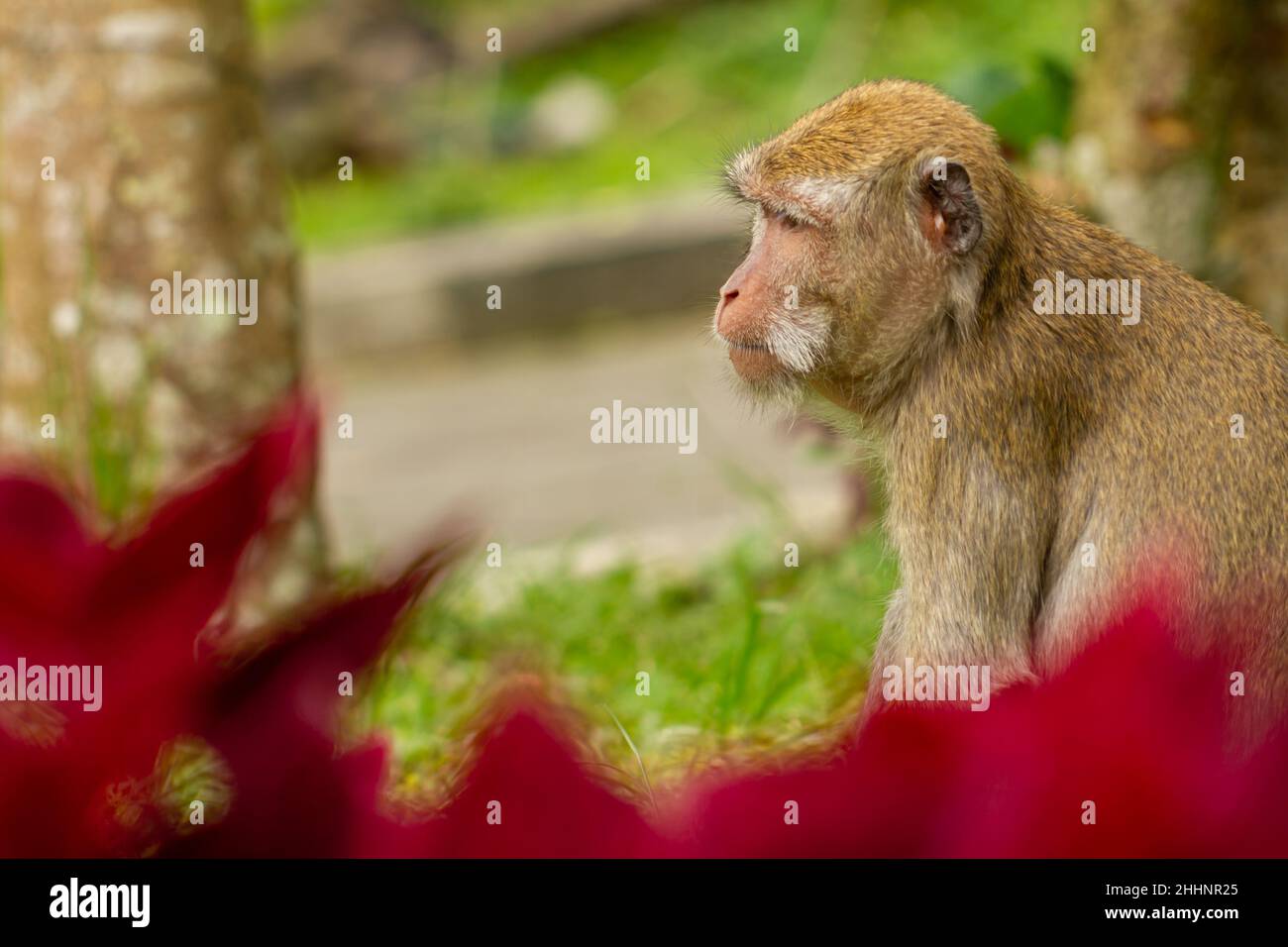A monkey descends from the forest of Mount Merapi into a park area in ...