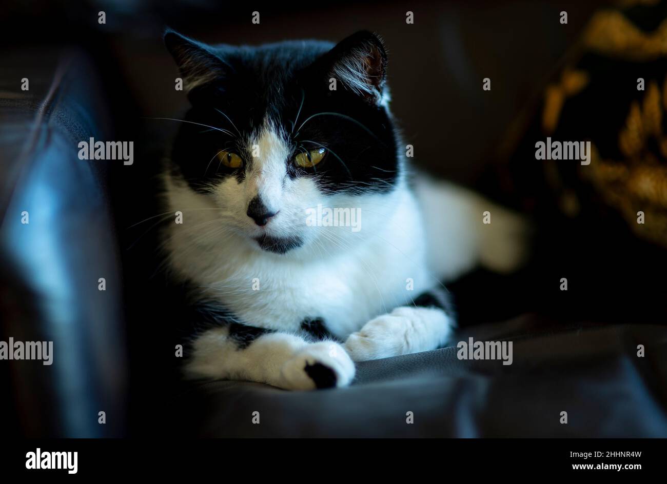 Black & white domestic cat. cat portrait. cat on Sofa Stock Photo