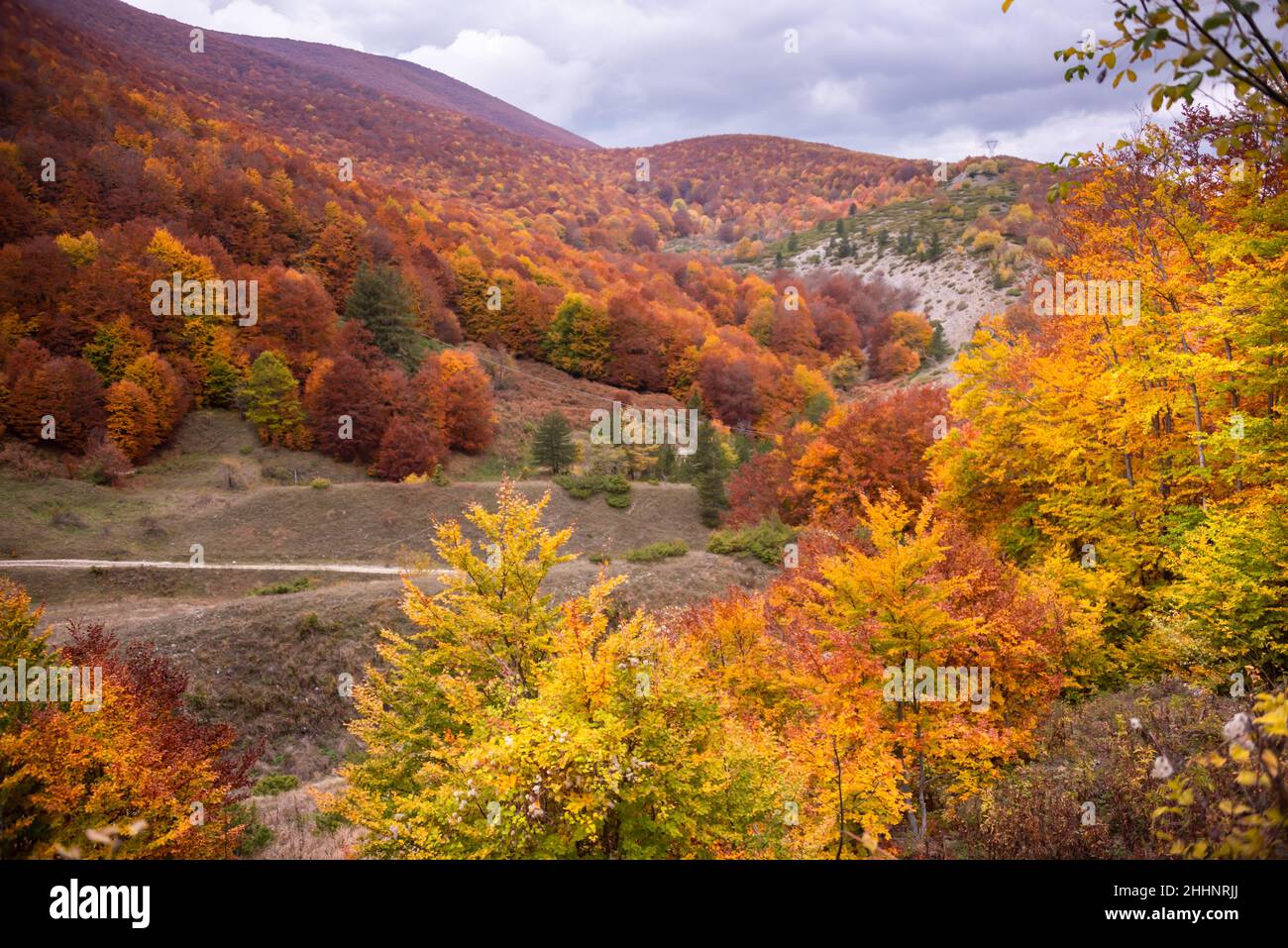 Autumn seasonal landscape with orange trees Stock Photo - Alamy