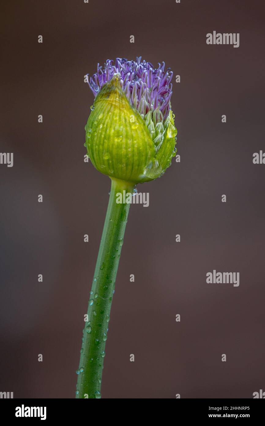 Allium Purple flower in spring Stock Photo - Alamy