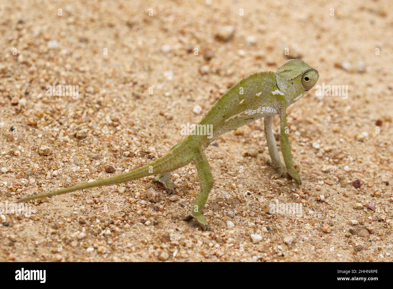 Flap-necked Chameleon Stock Photo