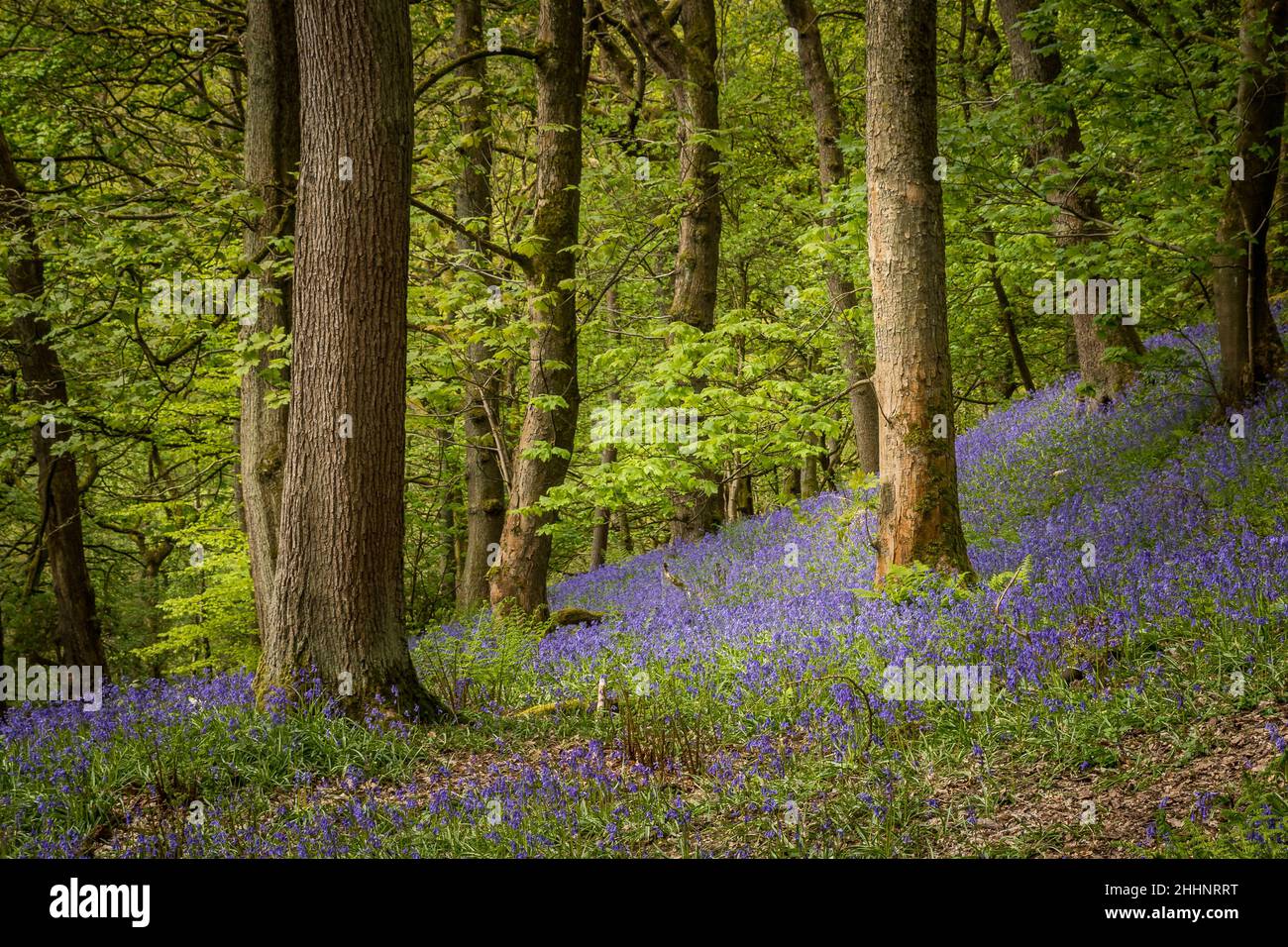 Bluebells (Hyacinthoides non-scripta)  Hardcastle Crags is a wooded Pennine valley in West Yorkshire, England. Stock Photo