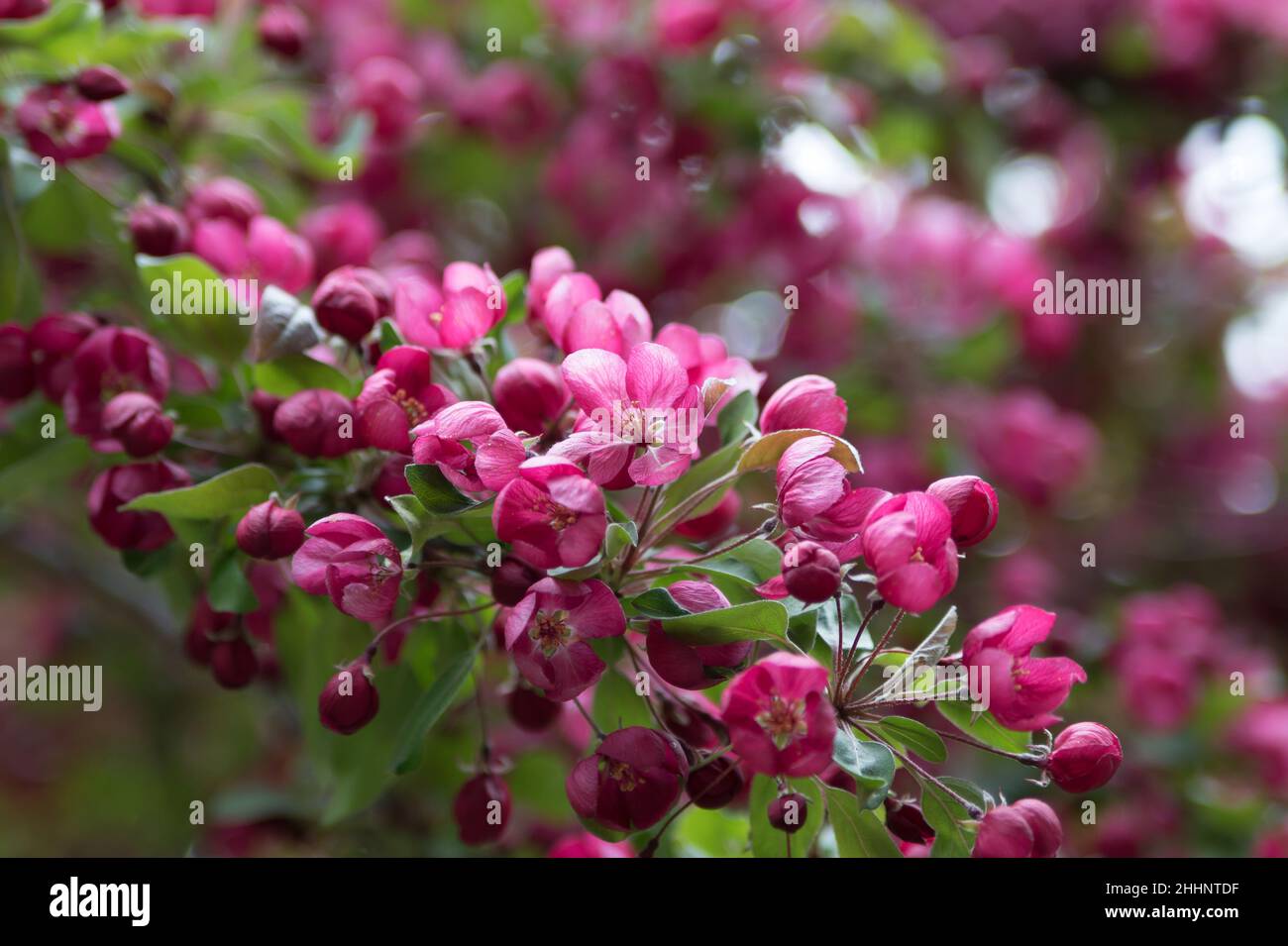 Spring In Mn Minnesota wildflowers hi-res stock photography and images - Alamy