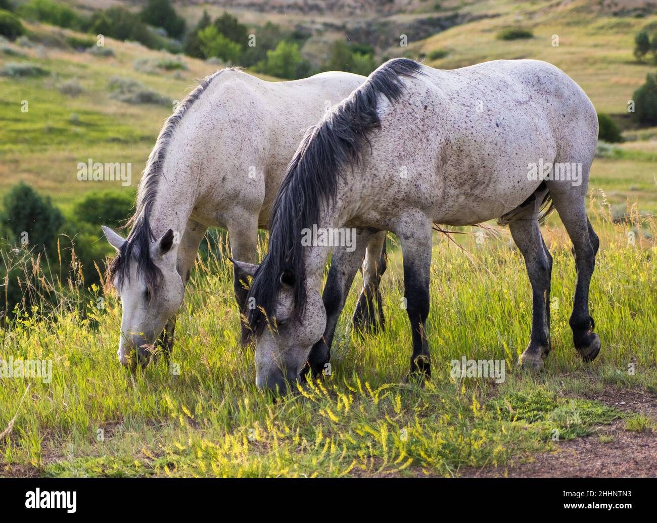 Badlands north dakota hi res stock - Wild Horses In The Badlands Of North Dakota 2HHNTN3 