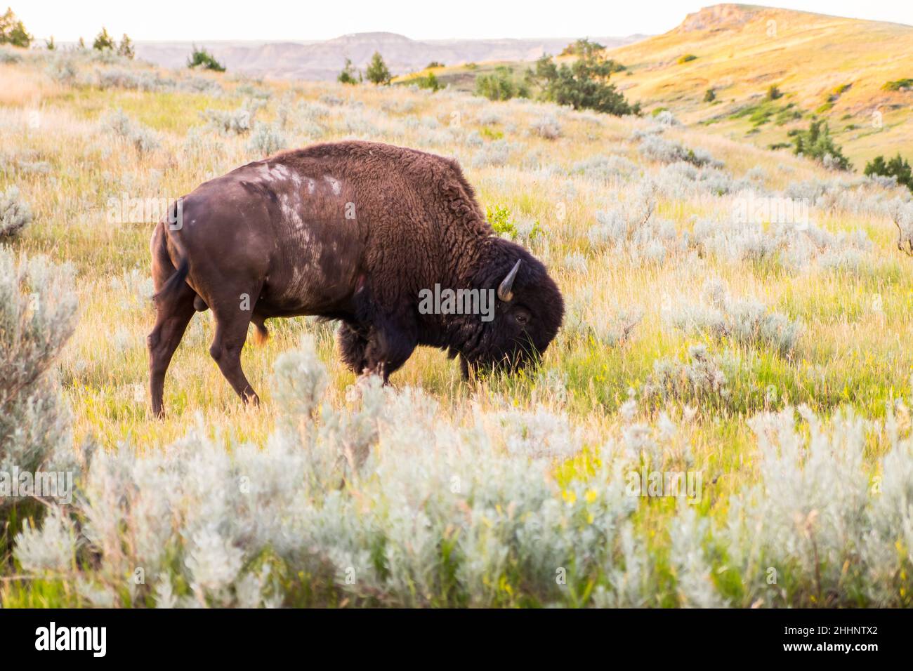Bison Grazing on the land Stock Photo Biology Diagrams