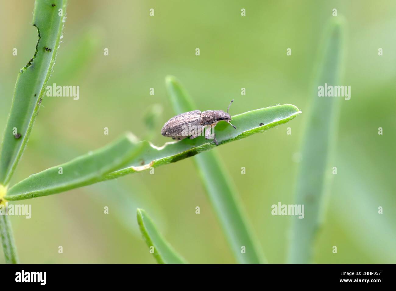 Legume lupine sprouts damaged by the insect pests - Sitona griseus. Stock Photo