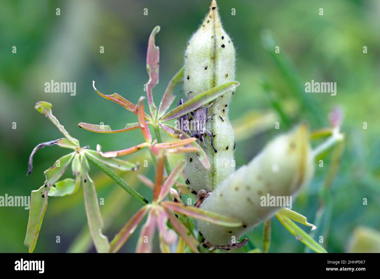 Legume lupine sprouts damaged by the insect pests - Sitona griseus. Stock Photo