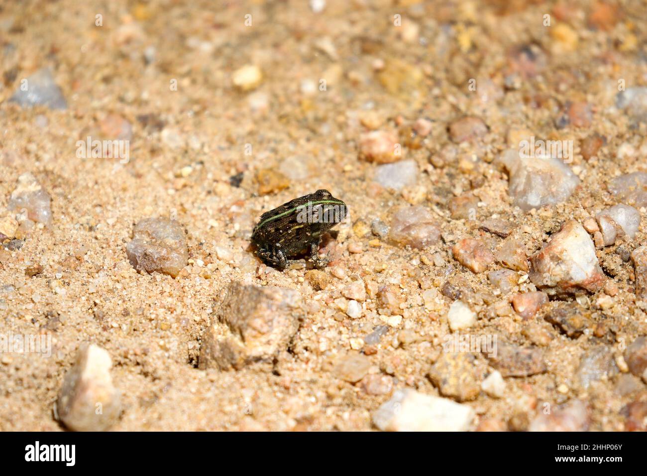 Baby african bullfrog hires stock photography and images Alamy
