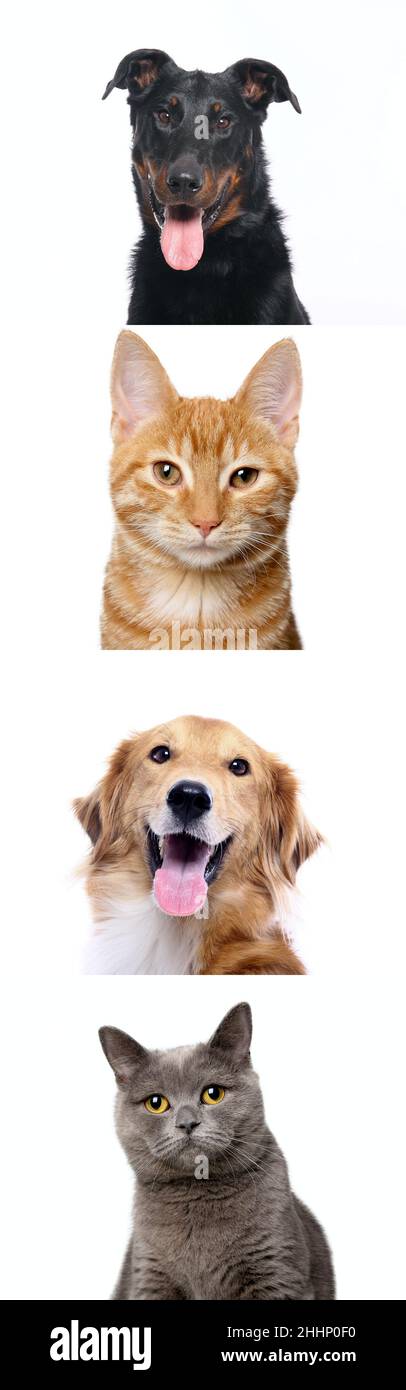 Group of beautiful dogs in front of a white background Stock Photo - Alamy