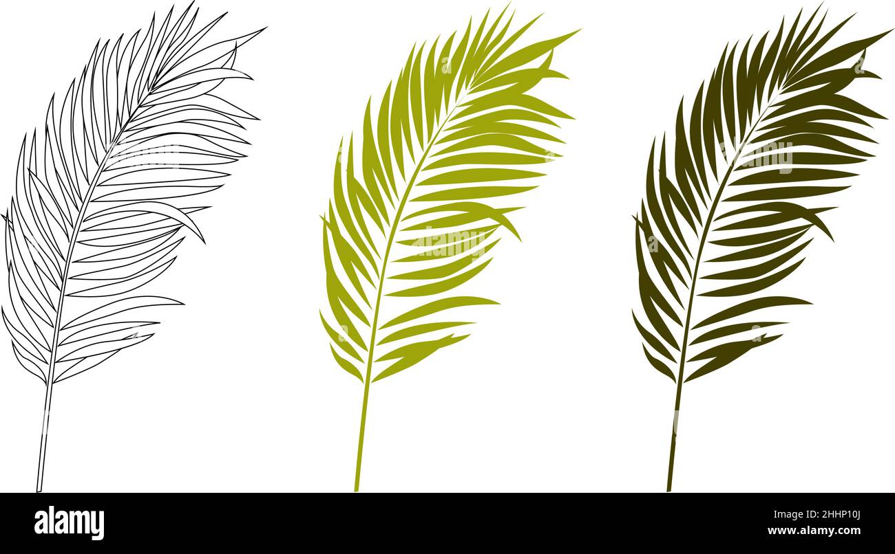 Palm leaves. Tropical leaves. Green palm leaf on a white background. Stock Vector