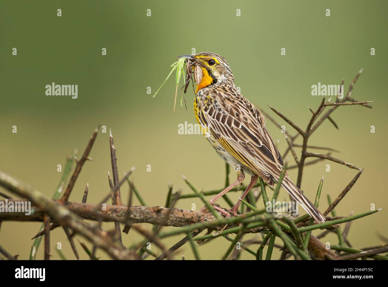 Yellow-throated Longclaw - Macronyx croceus, beautiful colored song bird from African bushes and savannahs, Taita hills, Kenya. Stock Photo