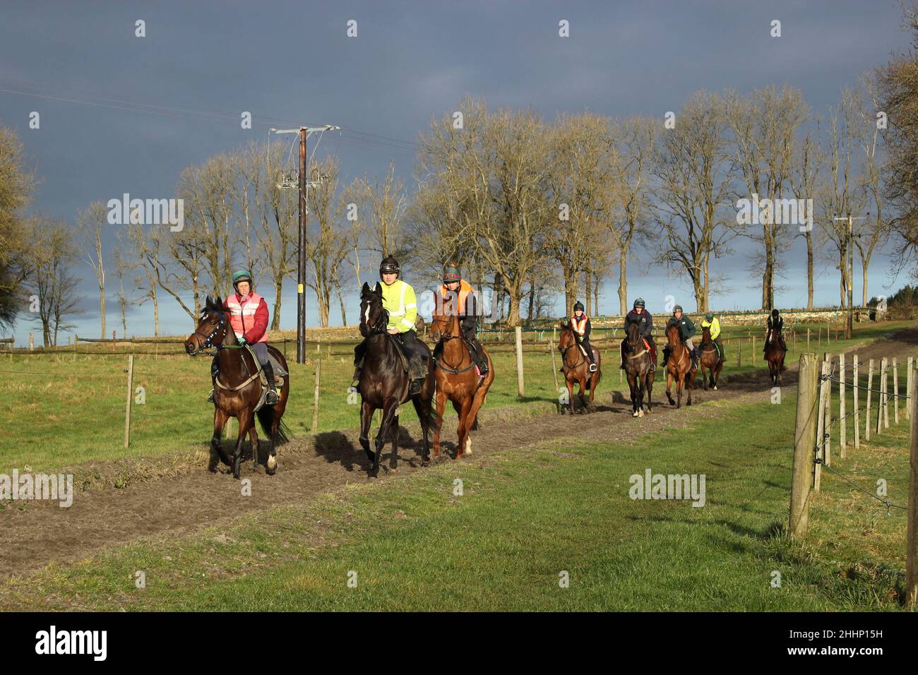Nigel Twiston-Davies string exercise on the gallops in Naunton, Gloucestershire Stock Photo