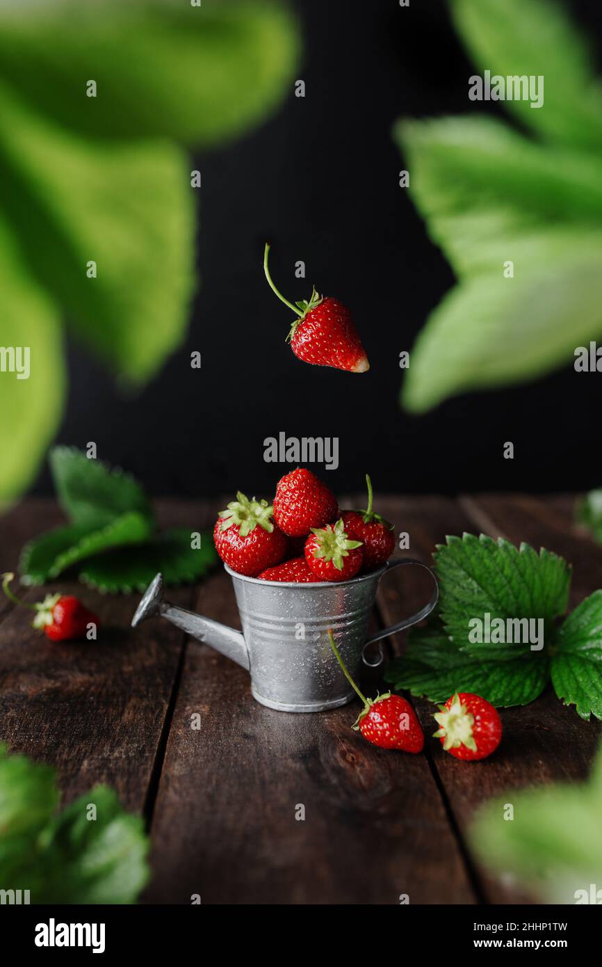Fresh wet sweet strawberries levitation in watering can on wooden background table, black wall, green leaves, water drops. Freshness, summer concept wallpaper. Eco, bio farm fruits concept in low key Stock Photo