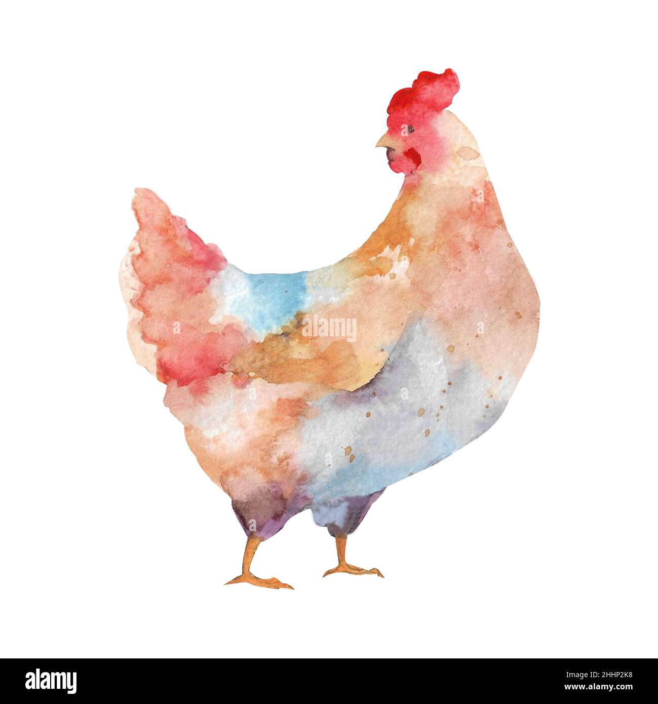 Hen Watercolor illustration. Farm bird. Domestic Chicken. Animal  illustration. Isolated on white background Stock Photo - Alamy