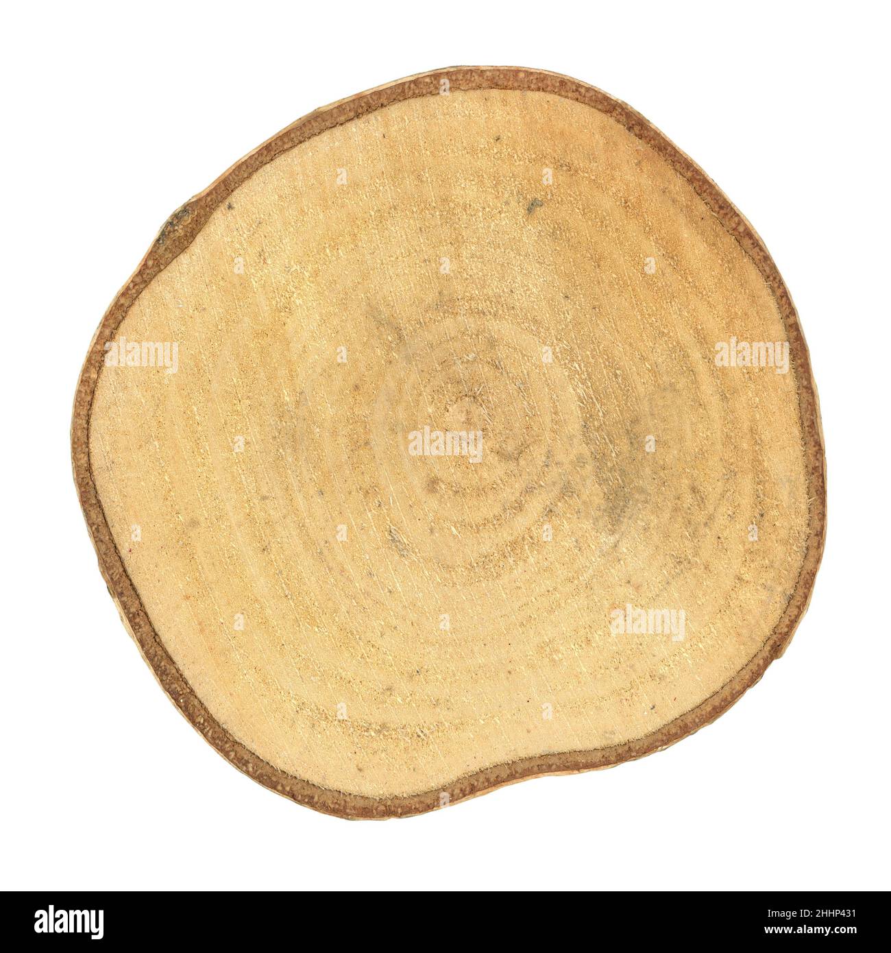 tree trunk cross section showing growth rings isolated over white ...
