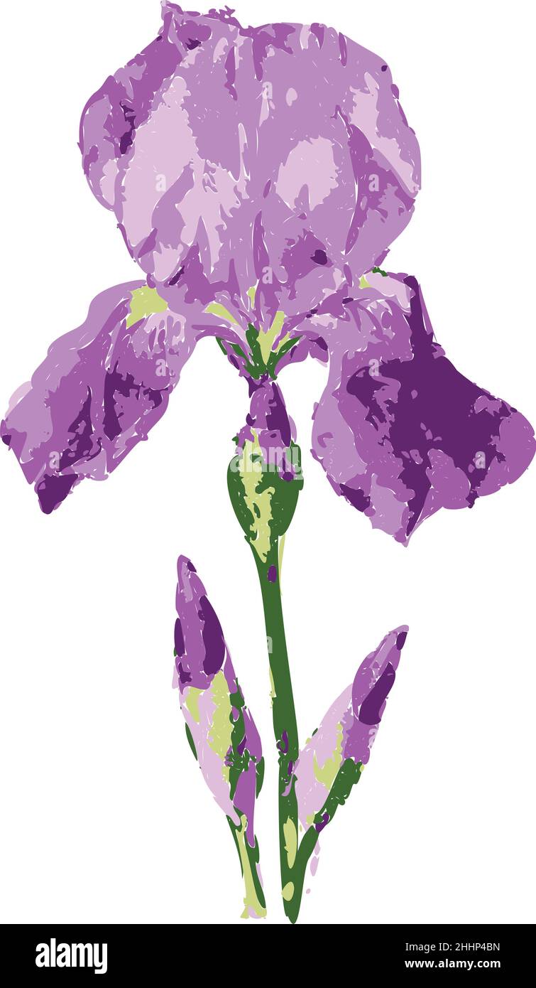 Vector illustration of beautiful iris flower with buds. Isolated ...