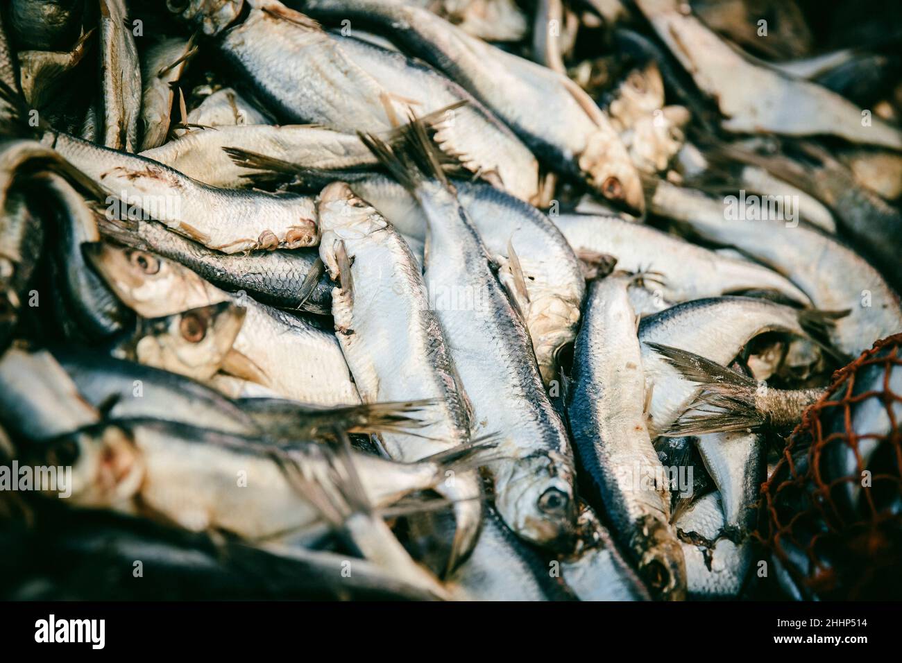 A pile of fish used for Lobster fishing bait Stock Photo