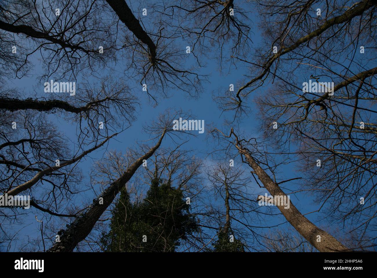 Look up into the trees, forest. Stock Photo