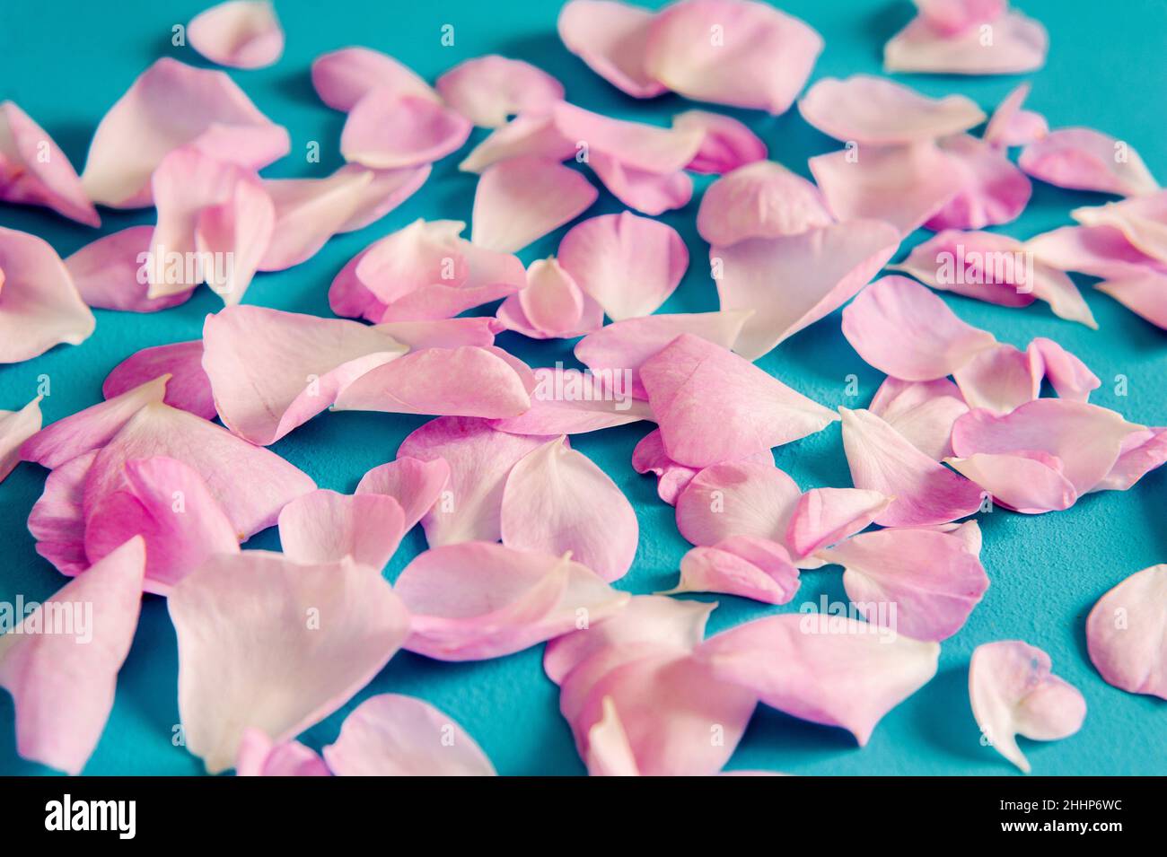 Falling blue rose flower petals hi-res stock photography and images - Alamy