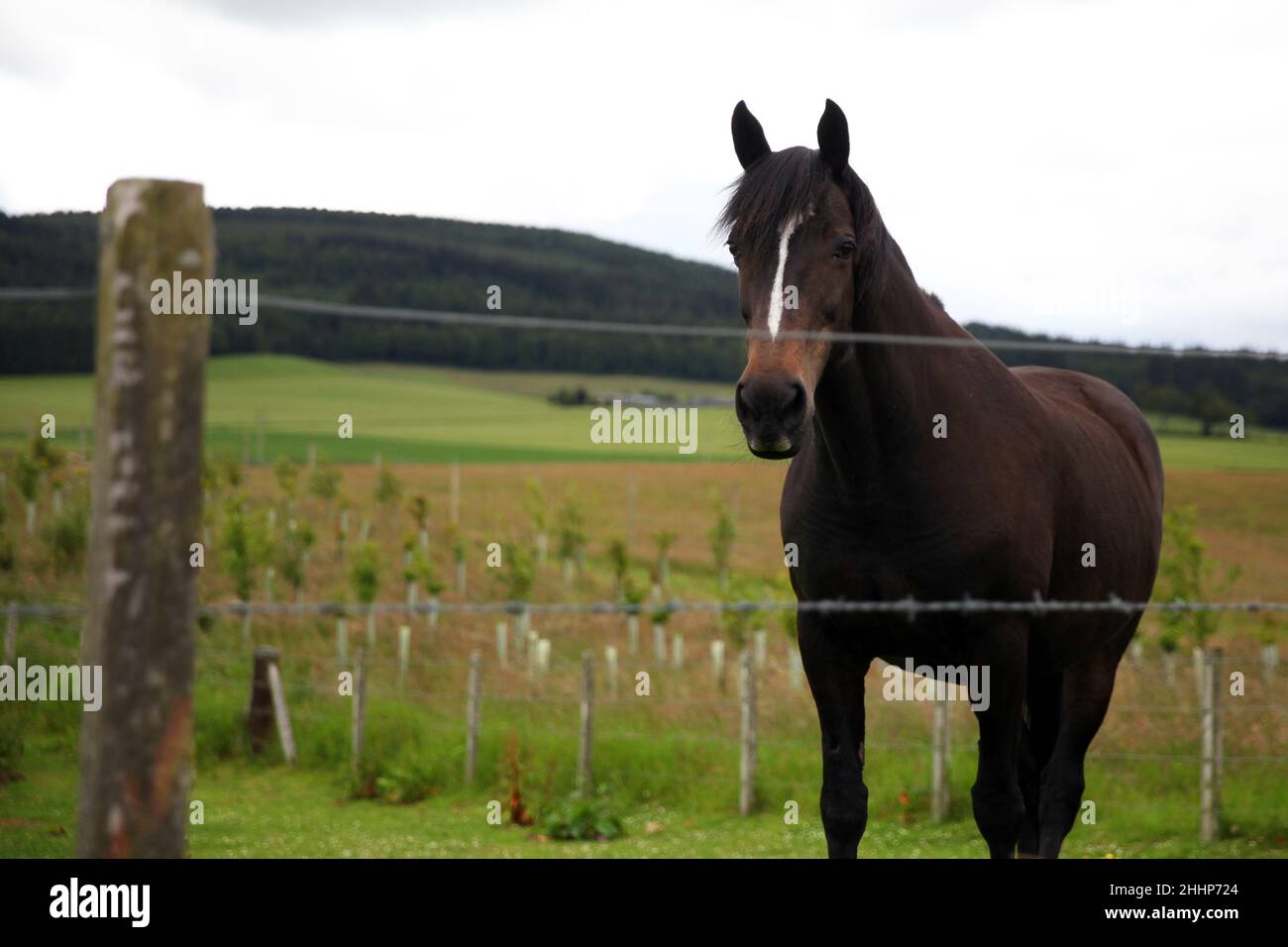Majestic Horse in Scotland Stock Photo