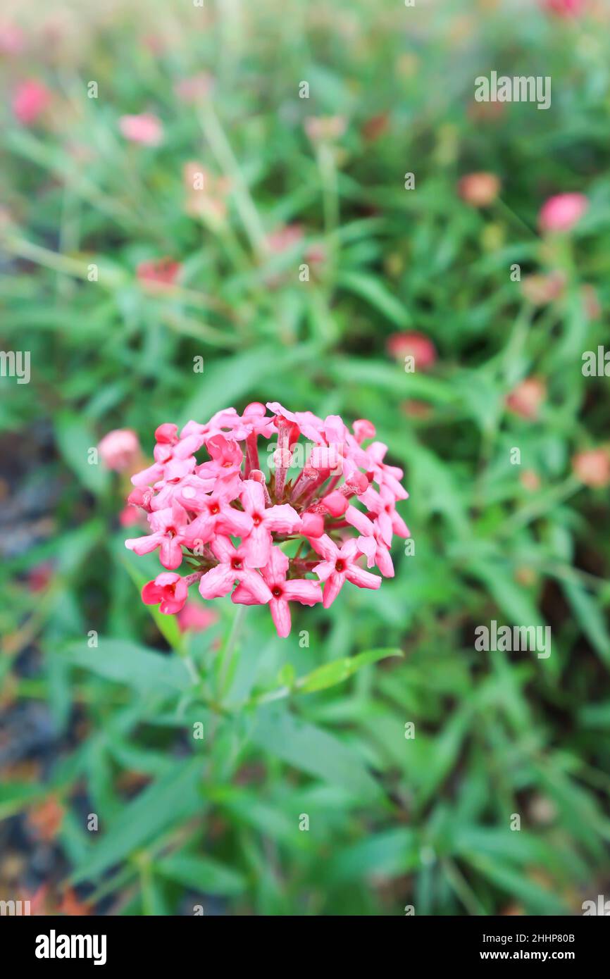 Panama Rose ,Arachnothryx leucophylla or pink flower Stock Photo