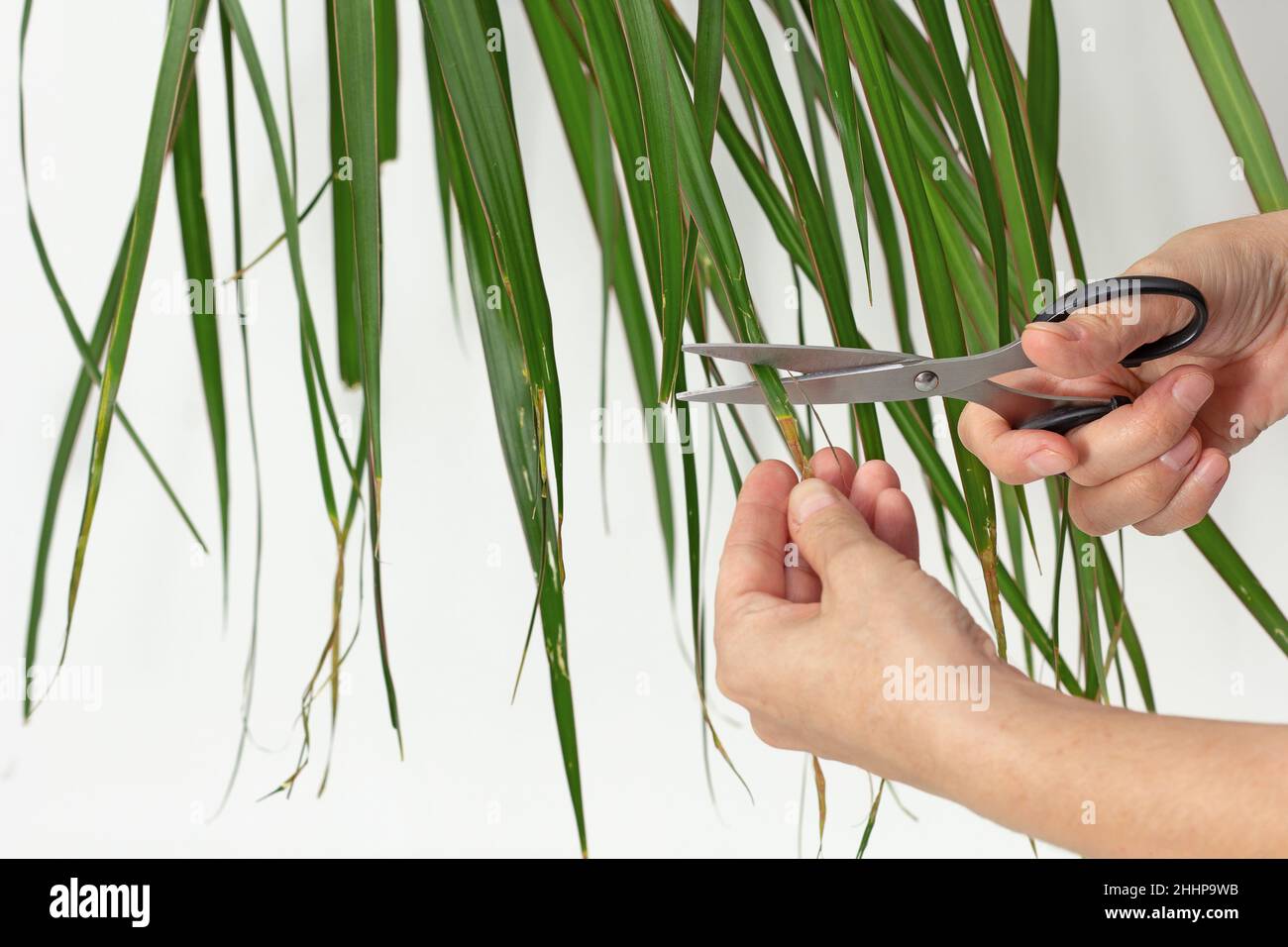 Brown tips hi-res stock photography and images - Alamy