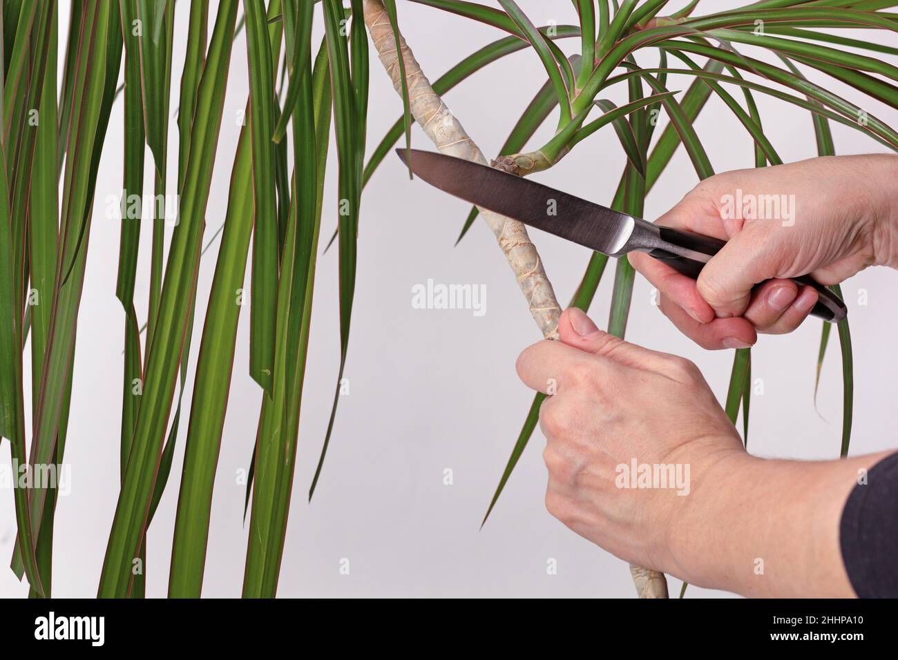 Woman hand pruning trunk of Dracaena marginata using knife for renew
