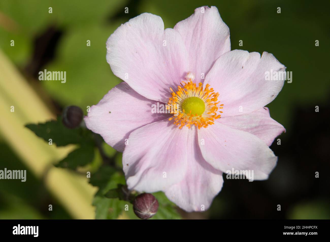 Pink Japanese anemone flower, Anemone x hybrida elegans, Japanese tumbleweed or windflower, close-up view showing stamens Stock Photo