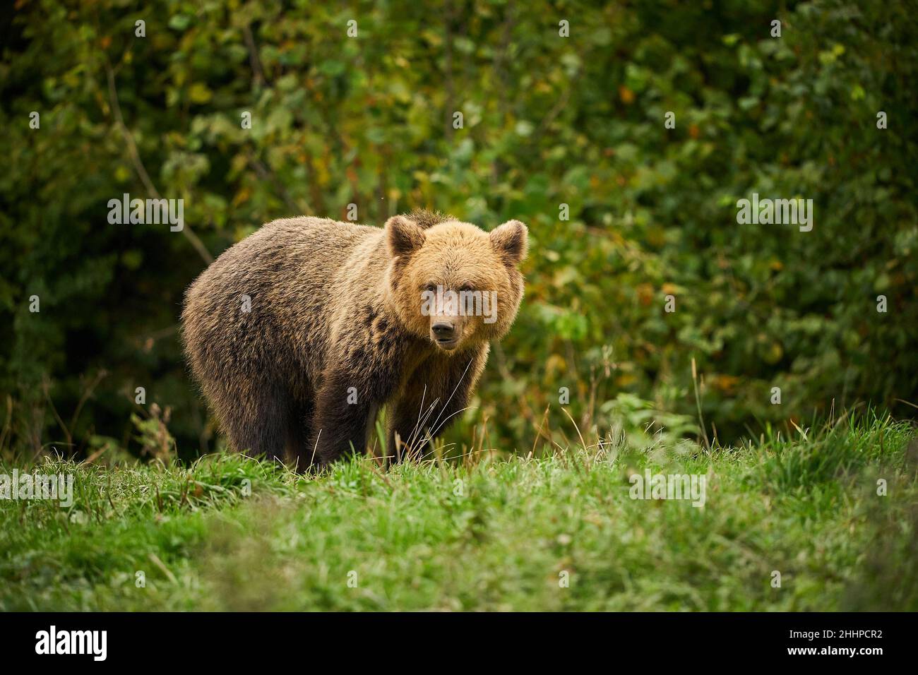 Dangerous animal in nature meadow habitat. Wildlife scene from Poland. Stock Photo