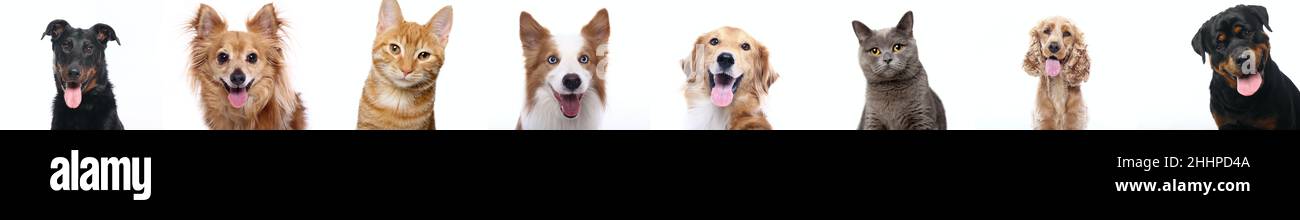 Group of beautiful dogs in front of a white background Stock Photo - Alamy