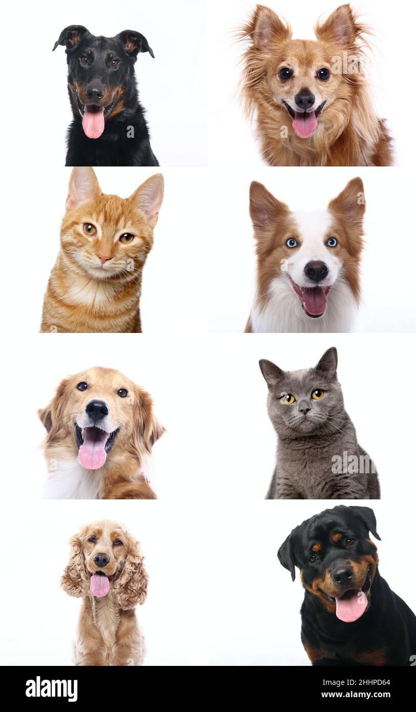 Group of beautiful dogs in front of a white background Stock Photo - Alamy