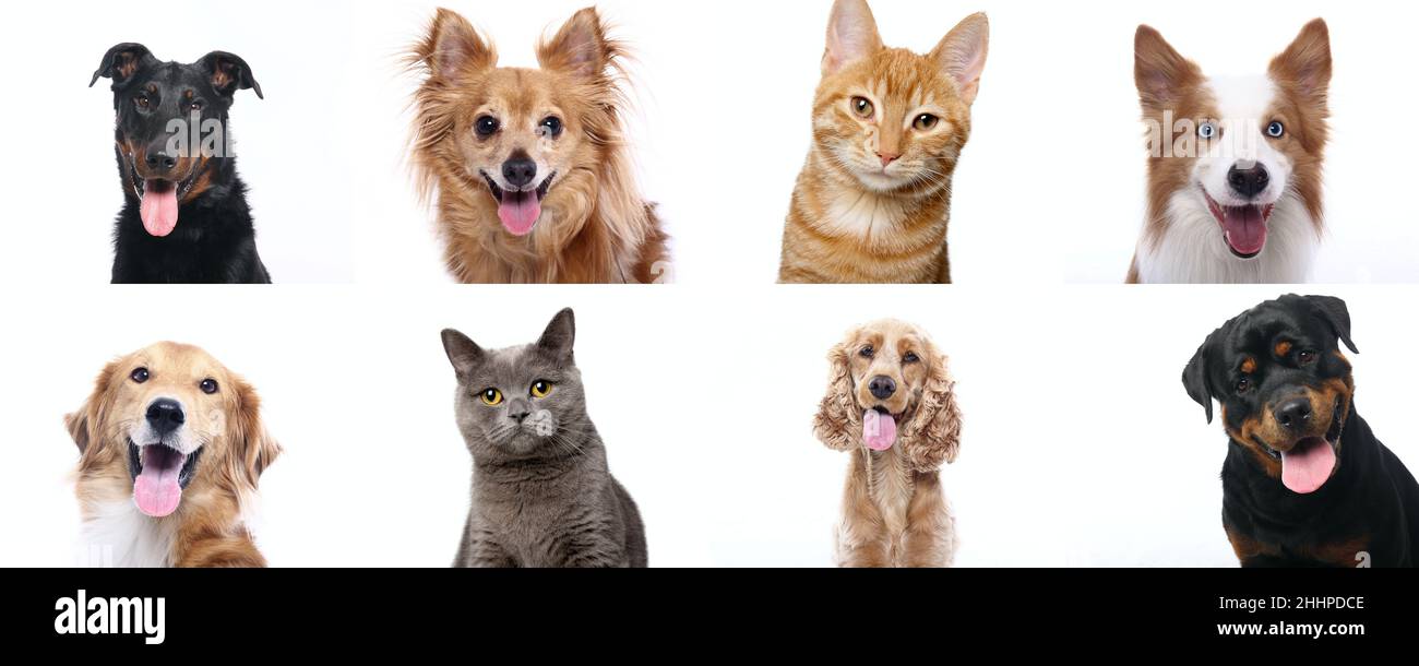 Group of beautiful dogs in front of a white background Stock Photo - Alamy