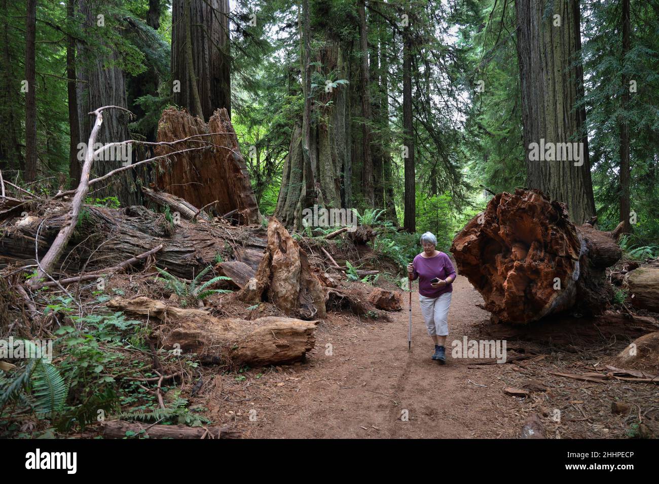 Big tree down in Prairie Creek Redwoods State Park, CA Stock Photo