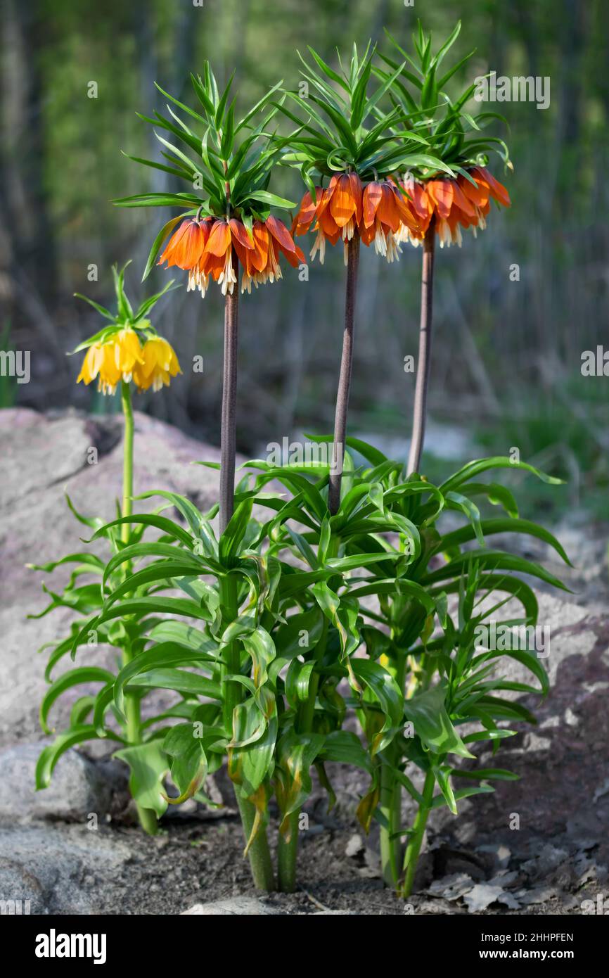 Crown Imperials flowers, Kaiser's Crown, Fritillaria imperialis in the garden. Vertical image Stock Photo