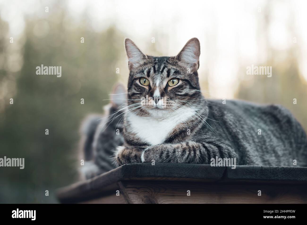 Tabby cat lies on a wooden table while walking. selective focus Stock Photo