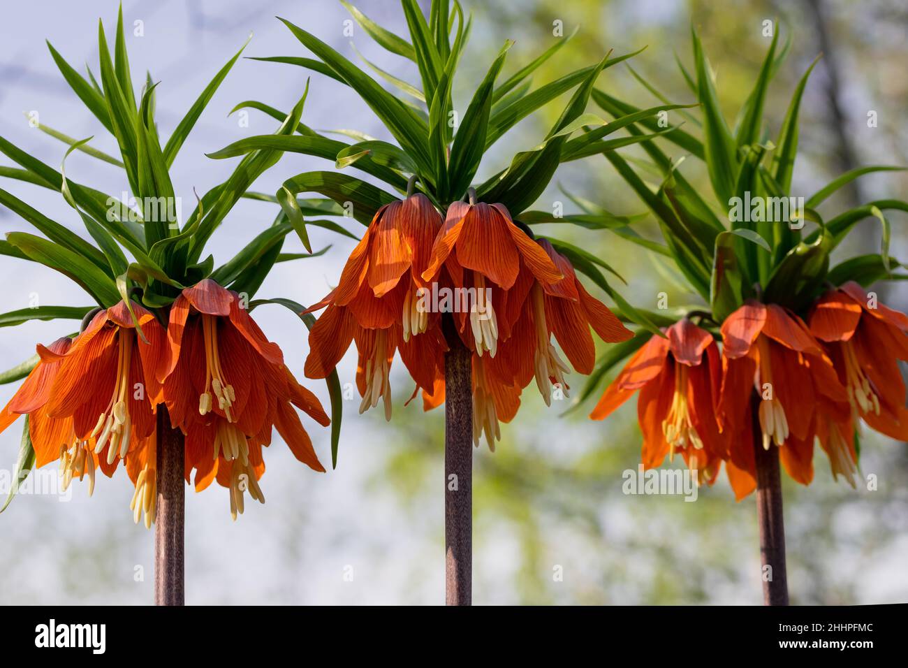 Crown Imperials flowers, Kaiser's Crown, Fritillaria imperialis in the garden, close-up, selective focus Stock Photo