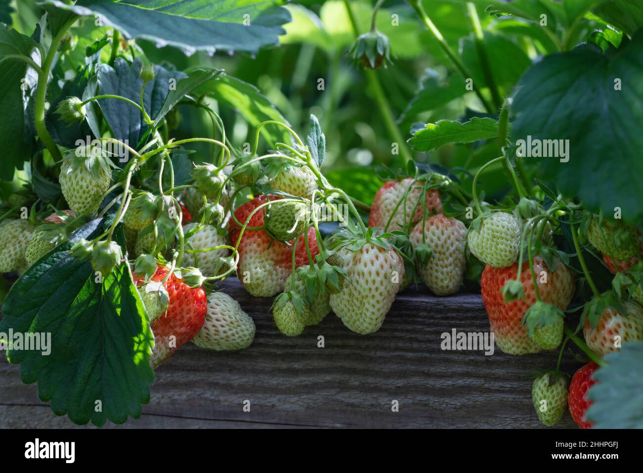 Ripening strawberries on a wooden bed in the summer garden Stock Photo ...