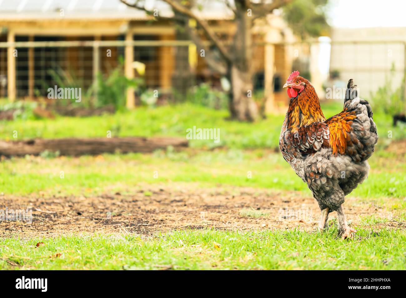 Shallow focus shot of a chicken walking in the backyard garden on a sunny day Stock Photo