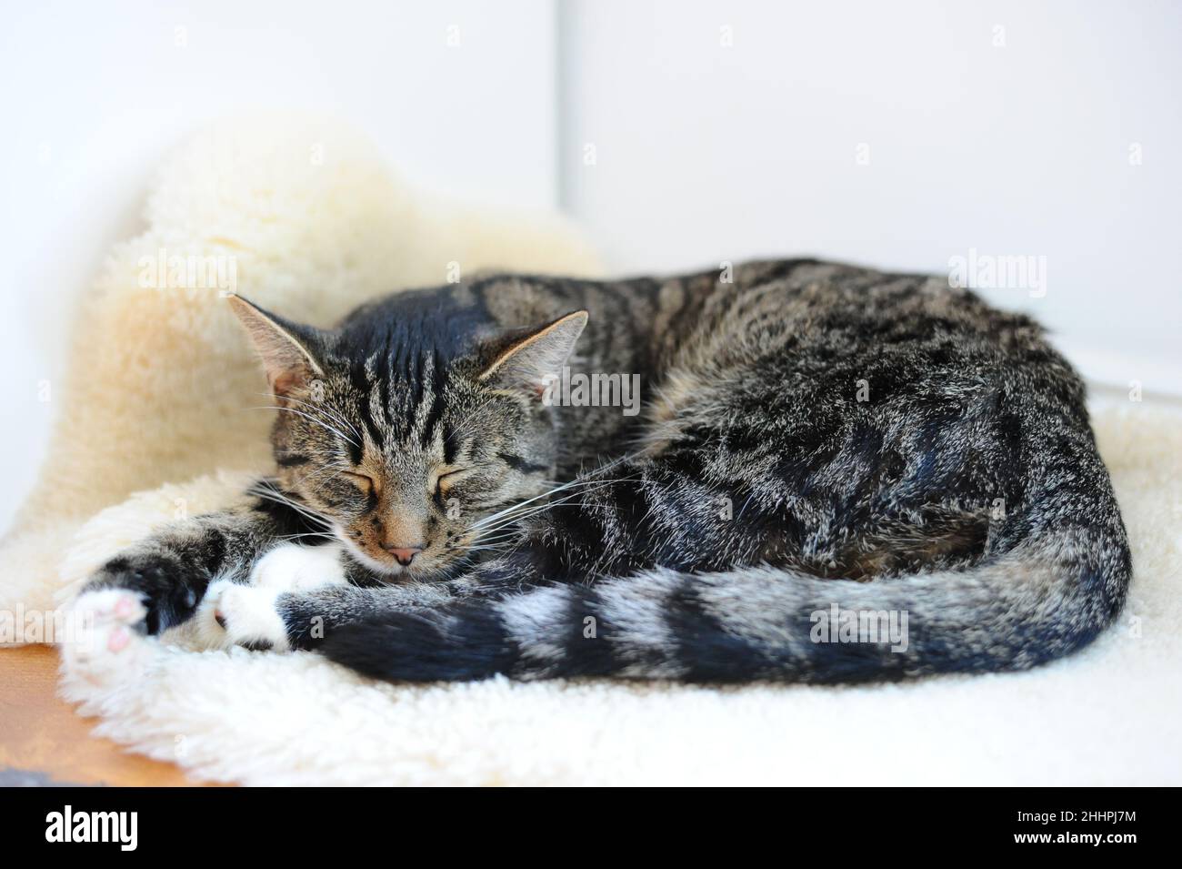 Grey cat sleeping on a sheepskin Stock Photo