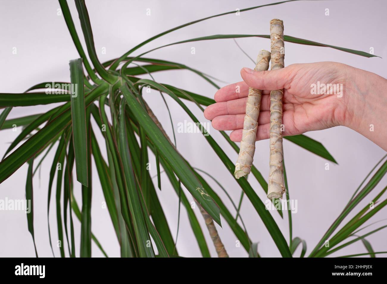 Woman hand holding cutted pieces of trunk old Dracaena marginata to plant  on white background Stock Photo - Alamy