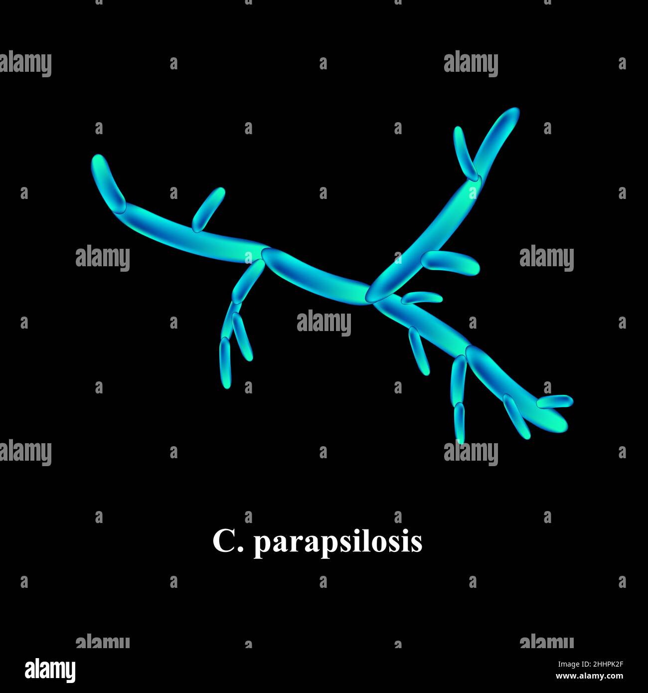 C Parapsilosis Candida Pathogenic Yeast like Fungi Of The Candida C Parapsilosis Candida Pathogenic Yeast like Fungi Of The Candida