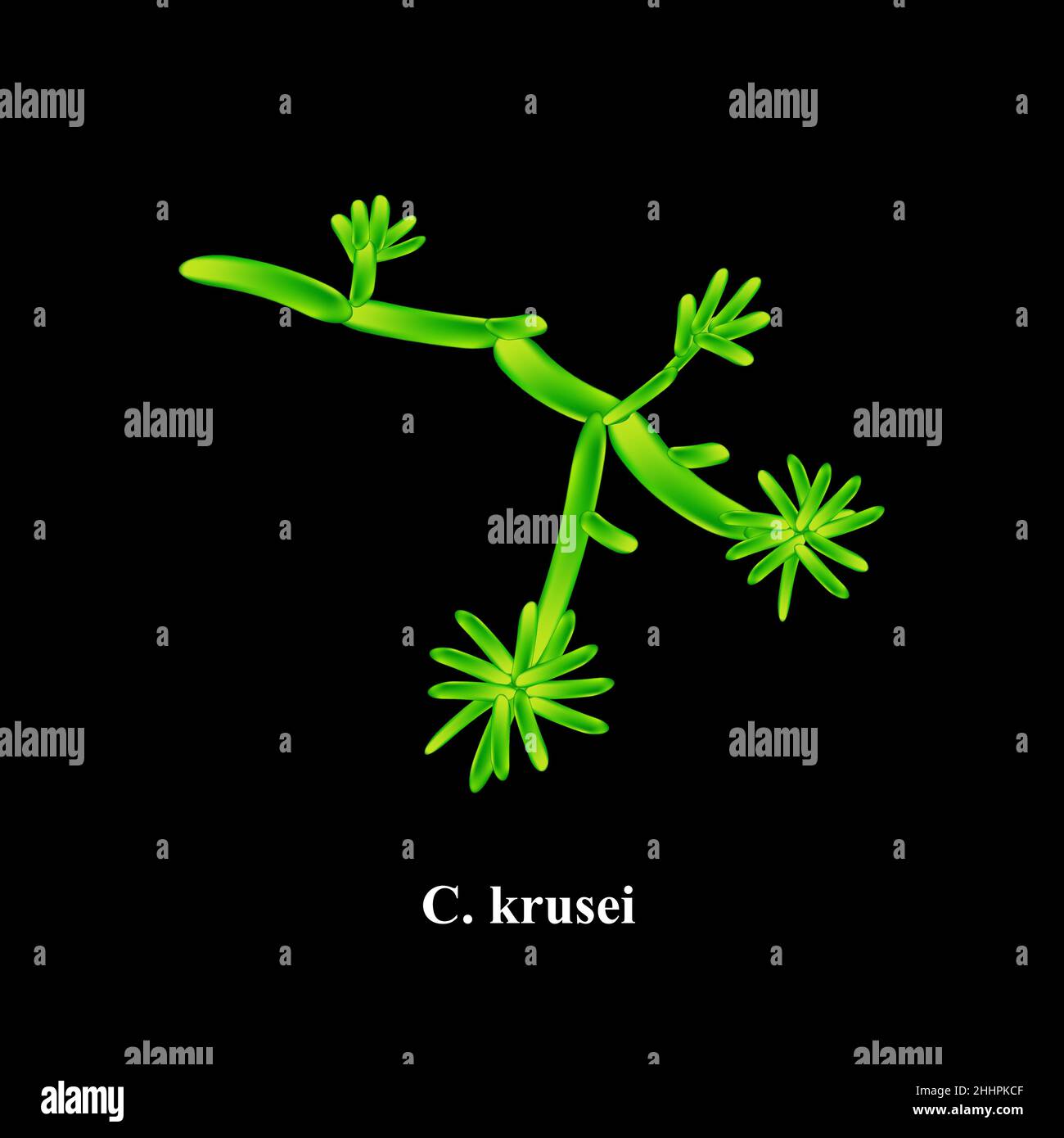 C. krusei candida. Pathogenic yeastlike fungi of the Candida type
