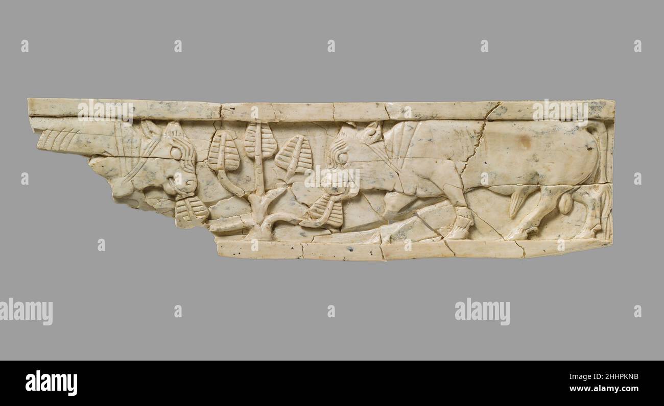 Furniture plaque carved in relief with bulls and tree ca. 9th–8th century B.C. Assyrian This carved ivory plaque was found in a storage room in Fort Shalmaneser, a royal building at Nimrud that was used to store booty and tribute collected by the Assyrians while on military campaign. It depicts a pair of bulls flanking a small tree, each nibbling at a leaf, framed above and below by a plain flat border. The five branches of the tree are arranged symmetrically and the leaves or fronds are decorated with horizontal ridges. Each bull’s ribs are defined by vertical parallel lines, and similar line Stock Photo
