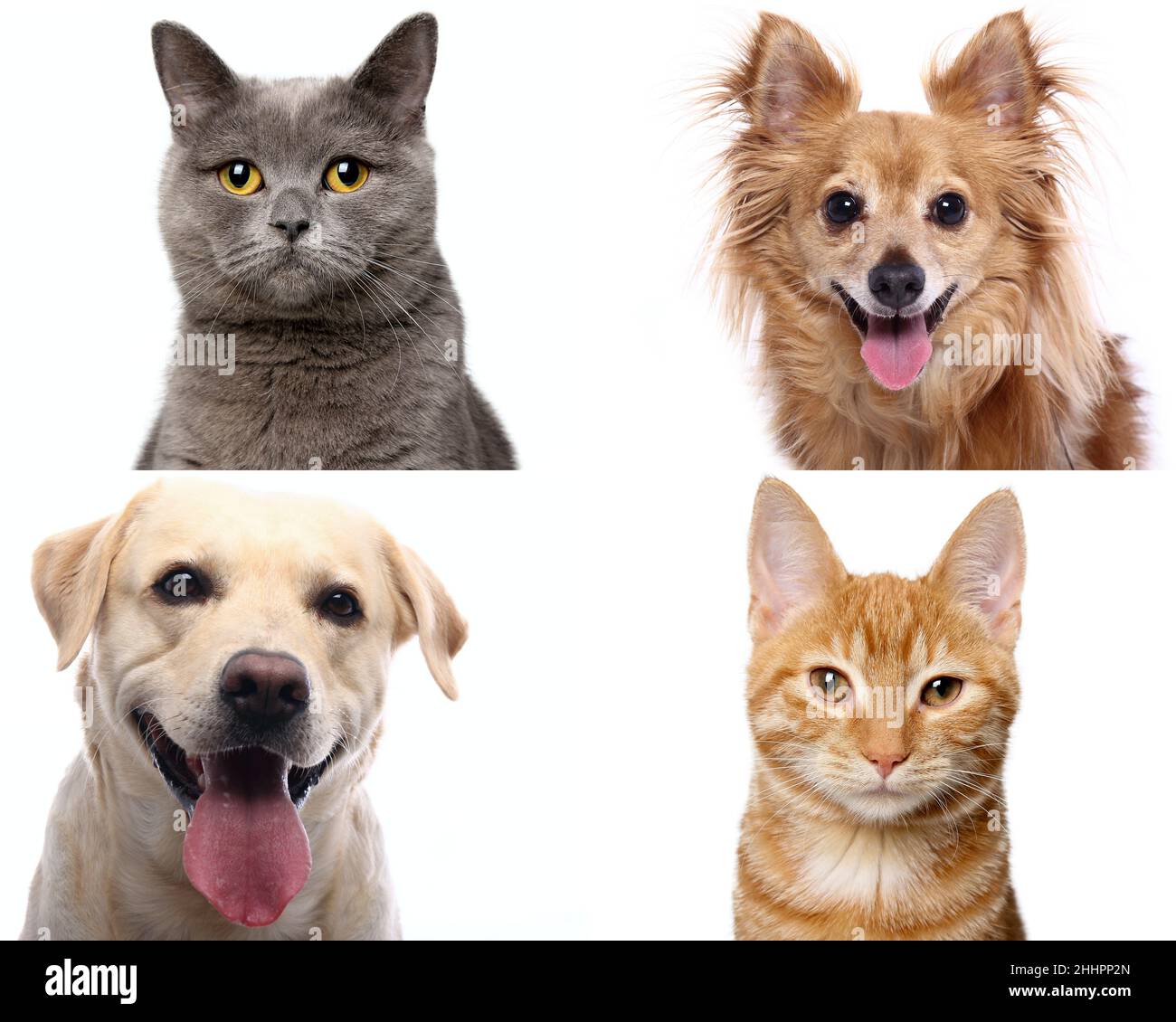 Group of beautiful dogs in front of a white background Stock Photo - Alamy
